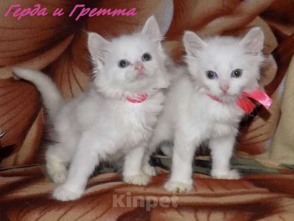 Кошки в Москве: Котята турецкой ангоры Мальчик, 10 000 руб. - фото 6