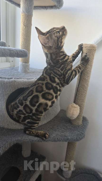 Кошки в Ростове-на-Дону: Бенгальский котенок Девочка, 60 000 руб. - фото 2
