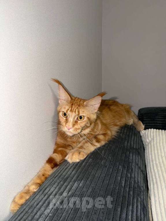 Кошки в Москве: Кошка Мейн кун Девочка, 18 000 руб. - фото 2