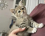 Кошки в Москве: Малыши (2 мес.) в добрые руки Девочка, Бесплатно - фото 2