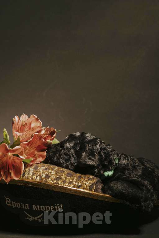 Собаки в Москве: EMY DRYOMA Испанская водяная собака Девочка, 170 000 руб. - фото 7