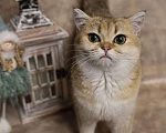 Кошки в Москве: Шотландский прямоухий короткошёрстный котёнок Девочка, 35 000 руб. - фото 3