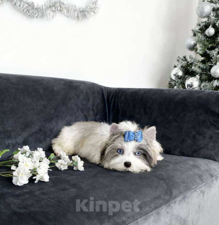 Собаки в Москве: Мраморный йорк с двумя голубыми глазами мальчик Мальчик, 130 000 руб. - фото 8