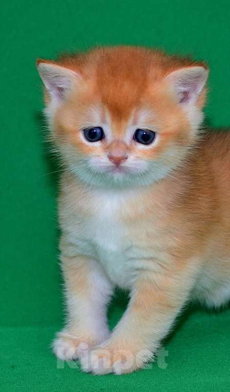 Кошки в Владимире: Британская золотая шиншилла Девочка, 20 000 руб. - фото 5