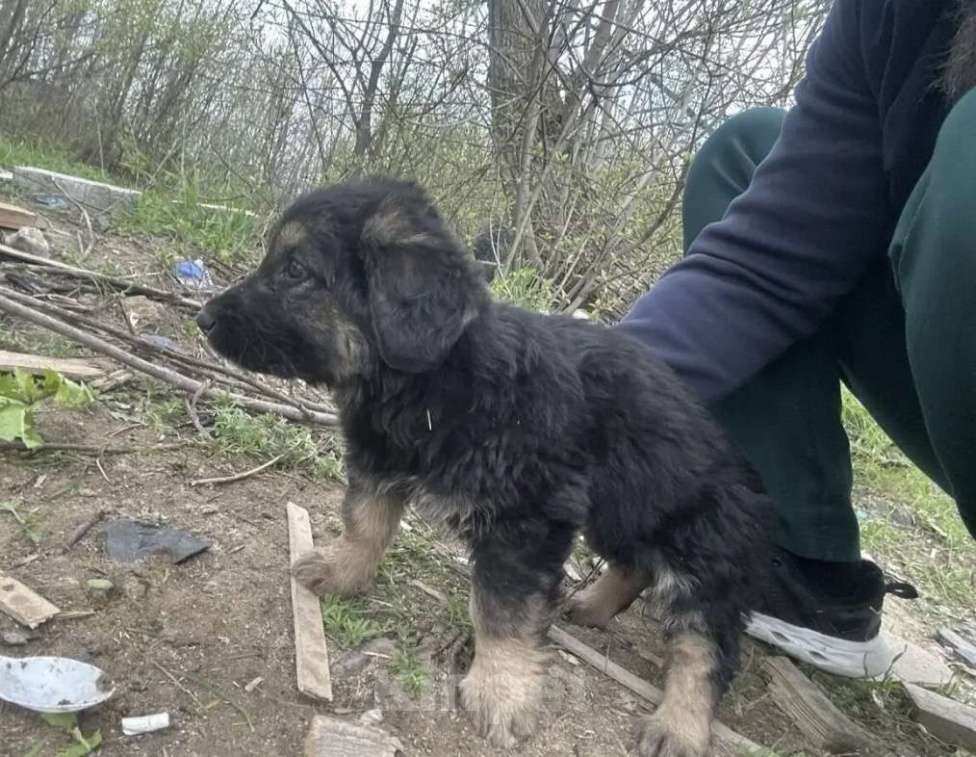 Собаки в Ростове-на-Дону: Щенок в добрые руки Девочка, Бесплатно - фото 1