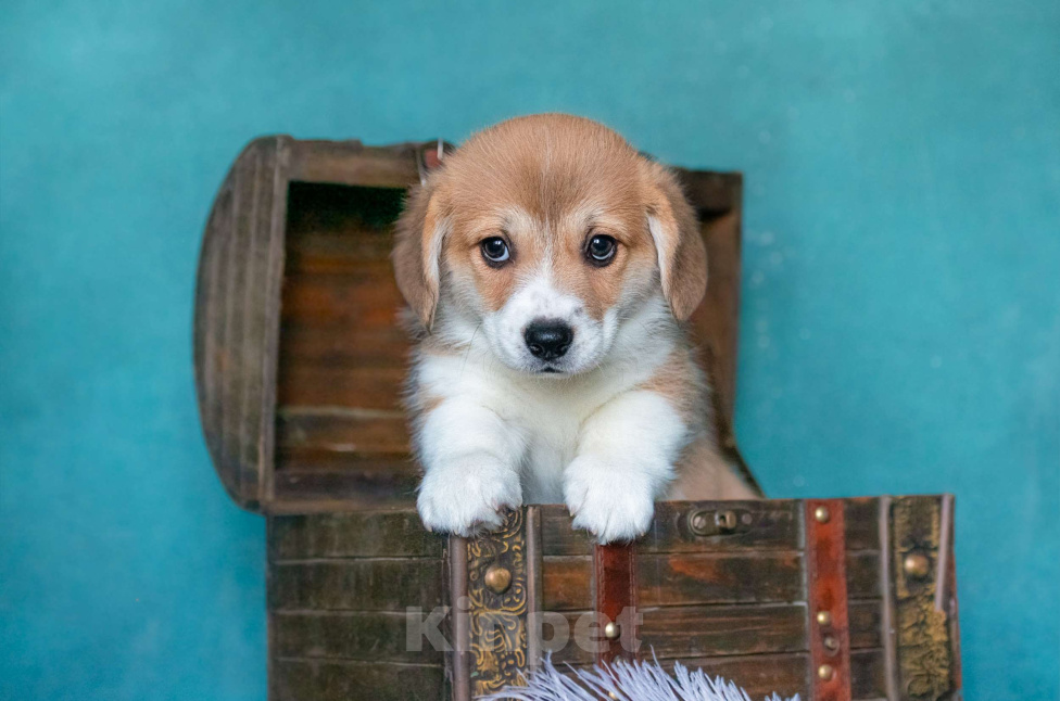Собаки в Москве: Трюфель Из Басвет Прайд  Мальчик, 95 000 руб. - фото 2