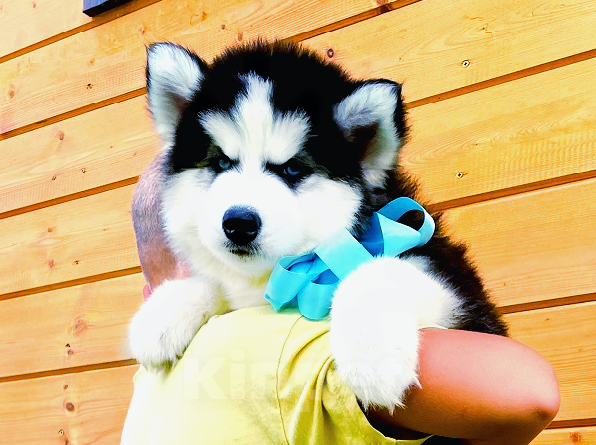 Собаки в Лабытнанги: Хаски Щенки Разных окрасов Разнополые, Бесплатно - фото 1