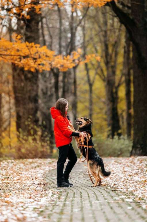 Собаки в Москве: Кокетка Эбби в поиске дома 🥰 Девочка, Бесплатно - фото 9