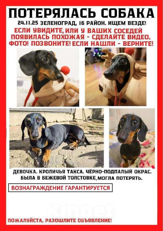 Собаки в Москве: ПРОПАЛА КРОЛИЧЬЯ ТАКСА!Важна любая информация! ПОЖАЛУЙСТА ПОМОГИТЕ НАЙТИ! Девочка, 20 000 руб. - фото 1