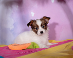 Собаки в Москве: Малышка папийон в Москве Девочка, Бесплатно - фото 3