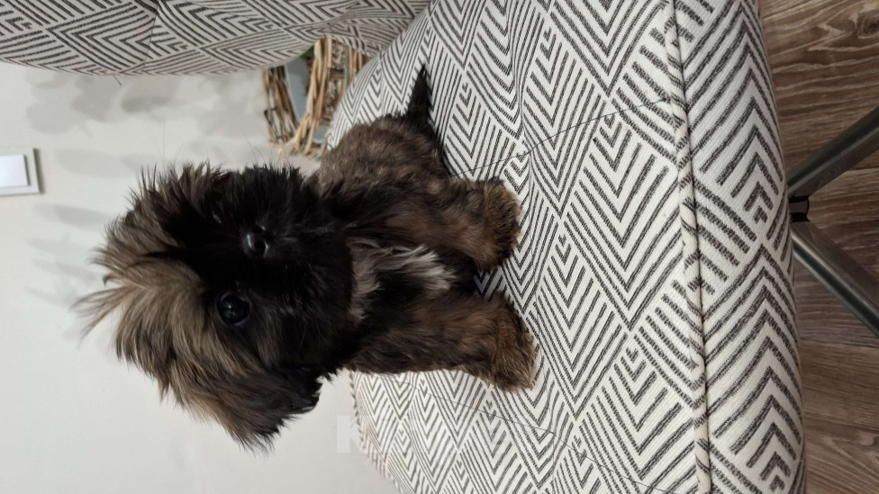 Собаки в Кропоткине: Ши-тцу Мальчик, 20 000 руб. - фото 3