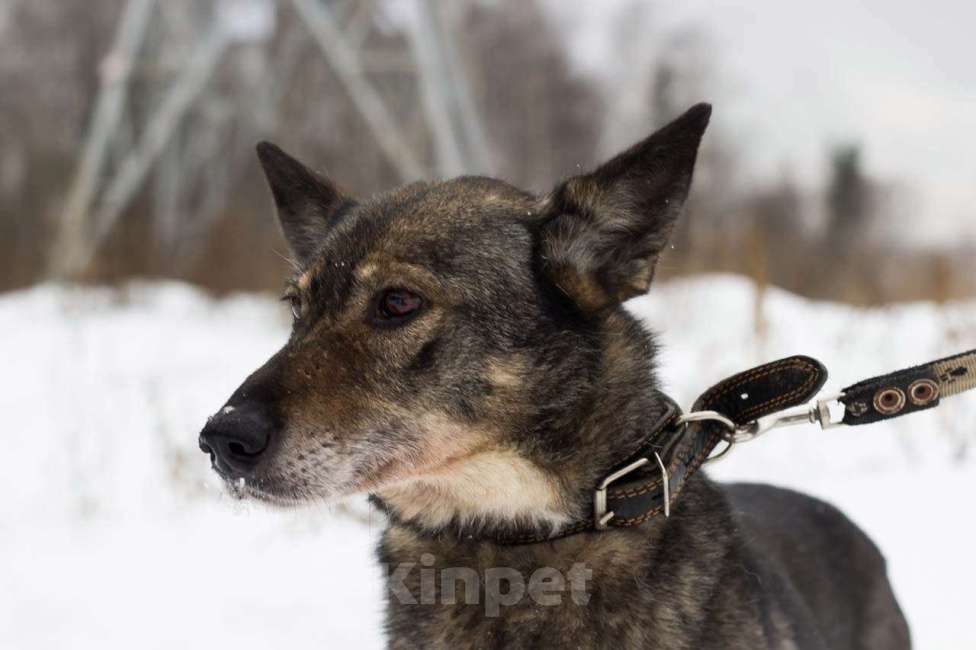 Собаки в Москве: Валли Девочка, Бесплатно - фото 2