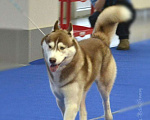 Собаки в Санкт-Петербурге: Вязка Кобель Племенной Мальчик, 5 000 руб. - фото 5