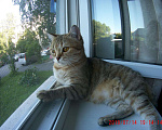 Кошки в Кемерово: Кошка, 3 000 руб. - фото 1