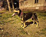 Собаки в Краснодаре: Питбуль на Вязку, 5 000 руб. - фото 3