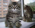 Кошки в Ливны: Сибирские котята девочки Девочка, 7 000 руб. - фото 4