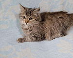 Кошки в Ливны: Котенок, Бесплатно - фото 1