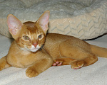 Кошки в Орле: Абиссинские котята Девочка, 20 000 руб. - фото 7