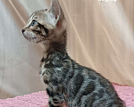 Кошки в других городах Свердловской области: Бенгальский котёнок Девочка, Бесплатно - фото 4