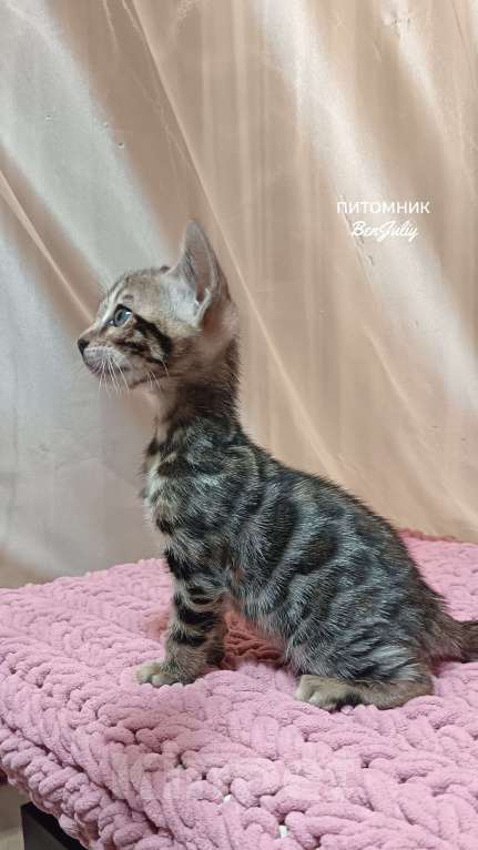 Кошки в других городах Свердловской области: Бенгальский котёнок Девочка, Бесплатно - фото 4