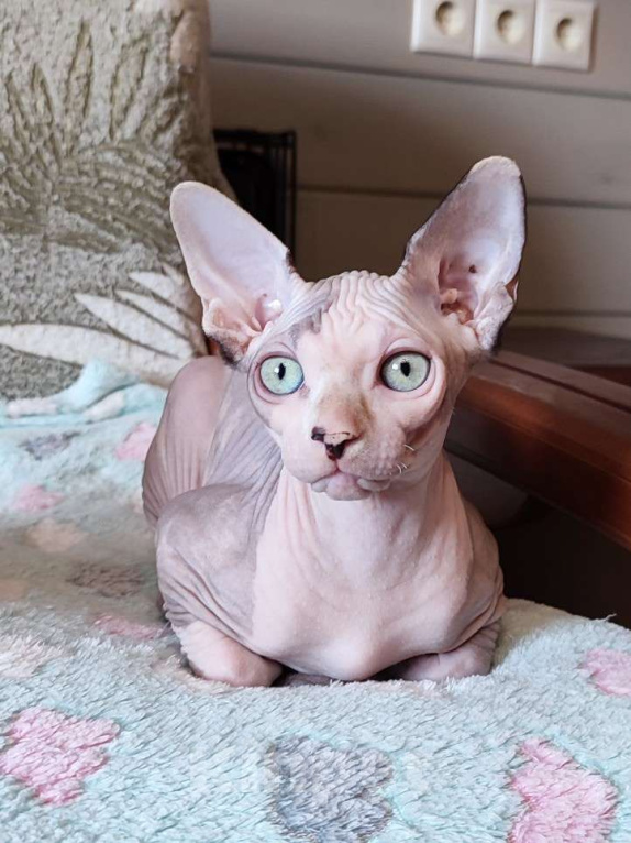 Кошки в Москве: Котята канадского сфинкса  Девочка, Бесплатно - фото 5