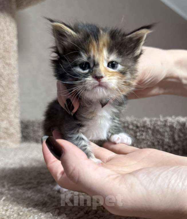 Кошки в Новосибирске: Открыто резервирование  Девочка, 80 000 руб. - фото 2