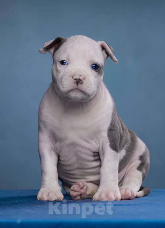 Собаки в Санкт-Петербурге: Девочки доступны к продаже Девочка, Бесплатно - фото 7