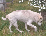 Собаки в Ялте: Пропала собака  Мальчик, Бесплатно - фото 2