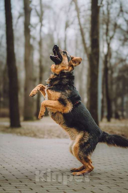 Собаки в Москве: Фьючерс - настоящий медвежонок! В добрые руки Мальчик, Бесплатно - фото 4