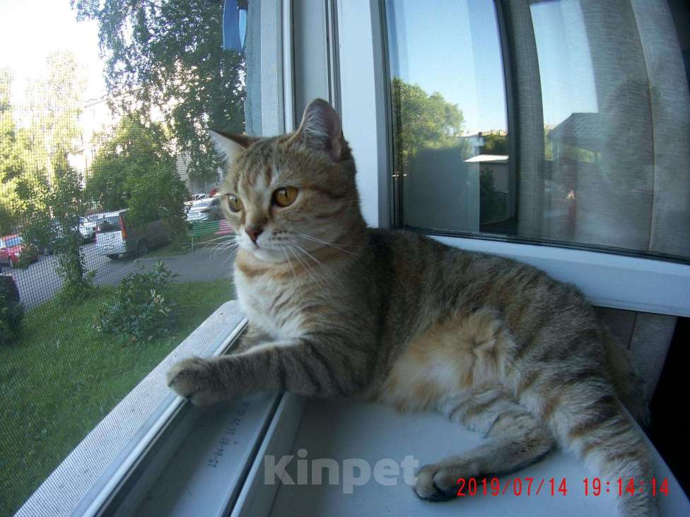 Кошки в Кемерово: Кошка, 3 000 руб. - фото 1