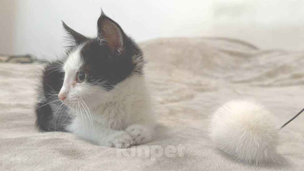Кошки в Мурином: Отдам котенка в добрые руки Мальчик, Бесплатно - фото 3