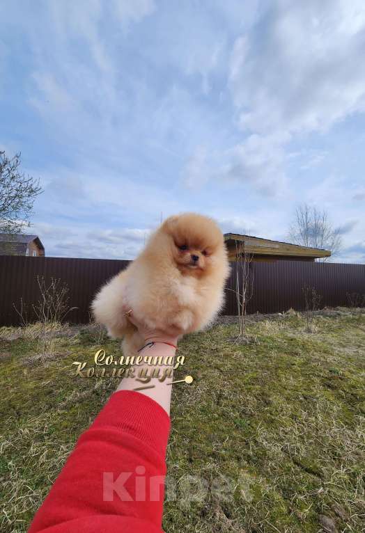 Собаки в Москве: Супер меховая девочка померанского шпица Девочка, Бесплатно - фото 2