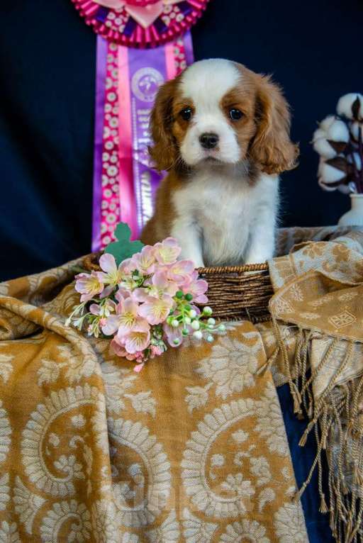 Собаки в Электростали: Мальчик кавалер кинг чарльз спаниель Мальчик, 60 000 руб. - фото 2