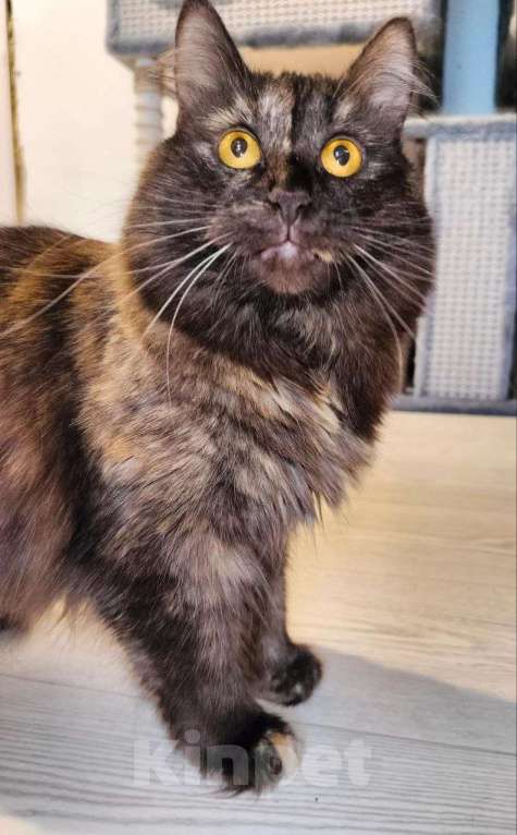 Кошки в Дзержинском: шикарная кошка в добрые руки Девочка, Бесплатно - фото 1