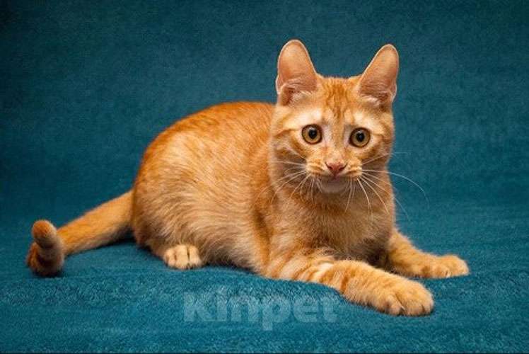 Кошки в Москве: Рыженькое солнышко Юна,чудесный ласковый котенок в добрые руки Девочка, 10 руб. - фото 2