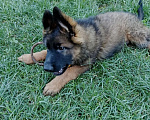 Собаки в Краснослободске: Щенки немецкой овчарки Мальчик, 30 000 руб. - фото 2