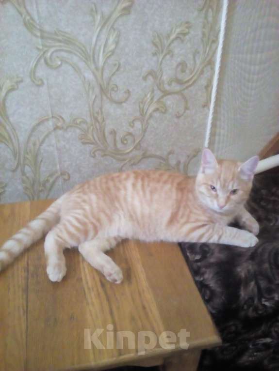 Кошки в Брянске: Кот Мальчик, Бесплатно - фото 3