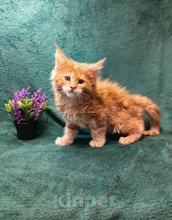 Кошки в Барнауле: котенок мейн кун Мальчик, 25 000 руб. - фото 1