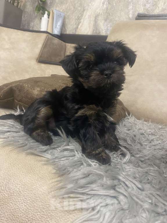 Собаки в других городах Брянской области: Продаются маленькими красавчики Мальчик, 15 000 руб. - фото 4