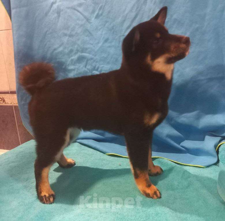 Собаки в Красноярске: Сиба-ину, щенок Мальчик, 50 000 руб. - фото 4