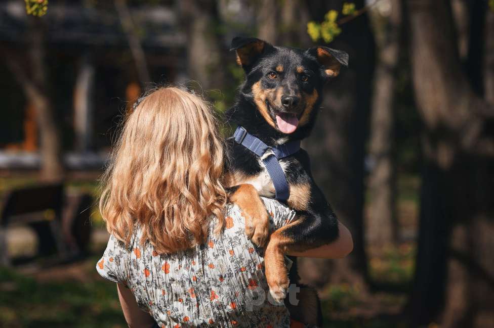 Собаки в Москве: Деймонд ищет дом Мальчик, Бесплатно - фото 7