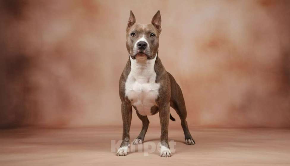 Собаки в Нижнеудинске: Щенки Американского Стаффордширского терьера Разнополые, 25 000 руб. - фото 7