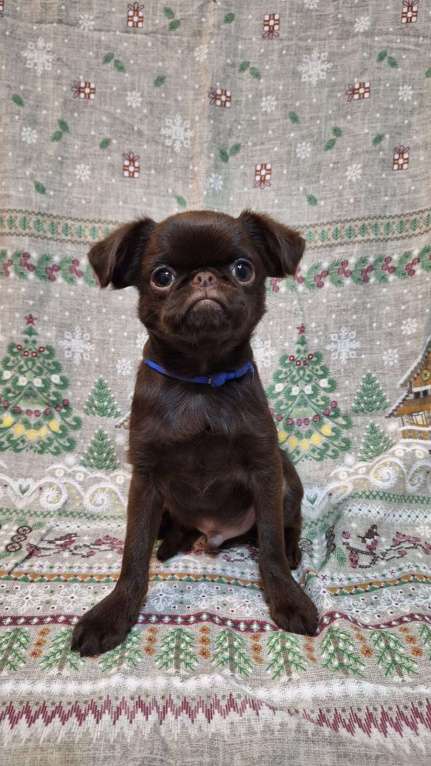 Собаки в Москве: Щенок пти брабансон мальчик Мальчик, 130 000 руб. - фото 4