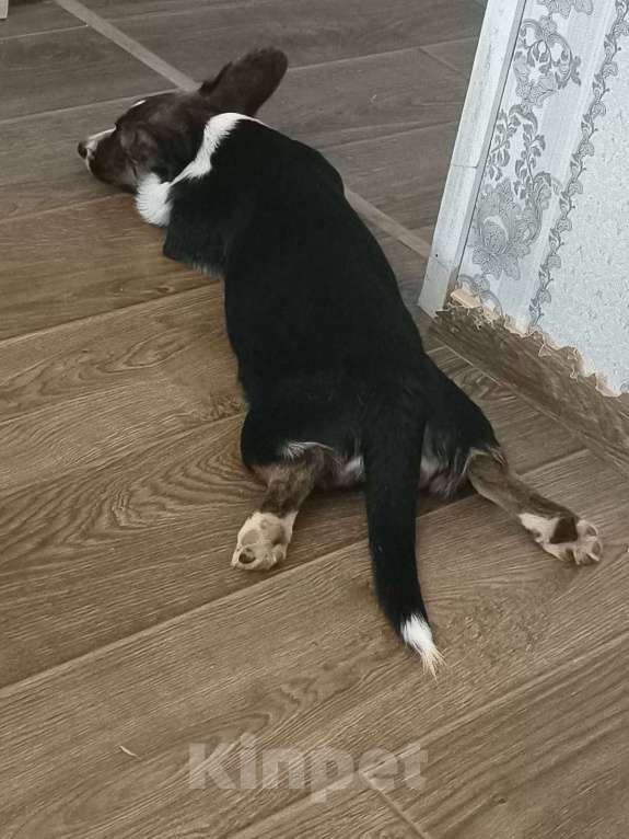 Собаки в Москве: Корги Кардиган 7 месяцев  Девочка, 15 000 руб. - фото 2