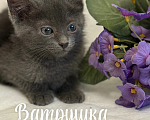 Кошки в Санкт-Петербурге: Котенок Ватрушка Девочка, Бесплатно - фото 2