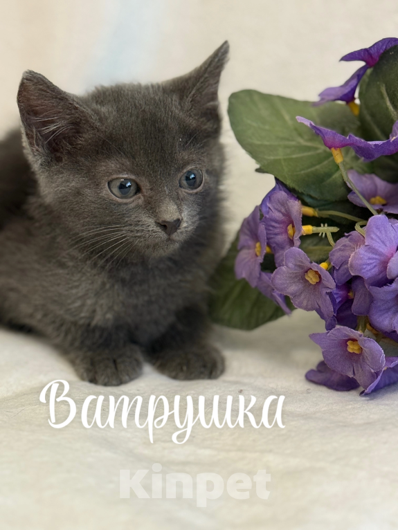 Кошки в Санкт-Петербурге: Котенок Ватрушка Девочка, Бесплатно - фото 2