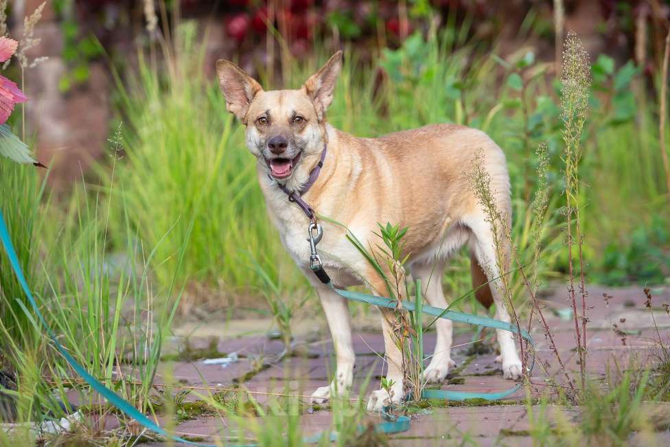 Собаки в Москве: Домашняя собака в поисках своей семьи Девочка, Бесплатно - фото 5