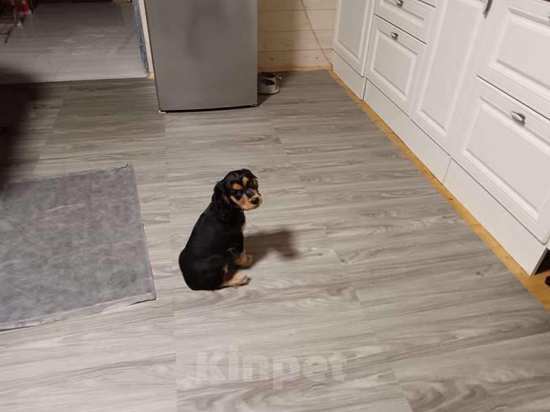 Собаки в других городах Московской области: Трехцветный русский спаниель Мальчик, 15 000 руб. - фото 2