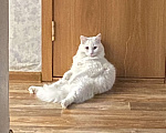Кошки в Тюмени: Белый кот (глухой) Мальчик, Бесплатно - фото 4