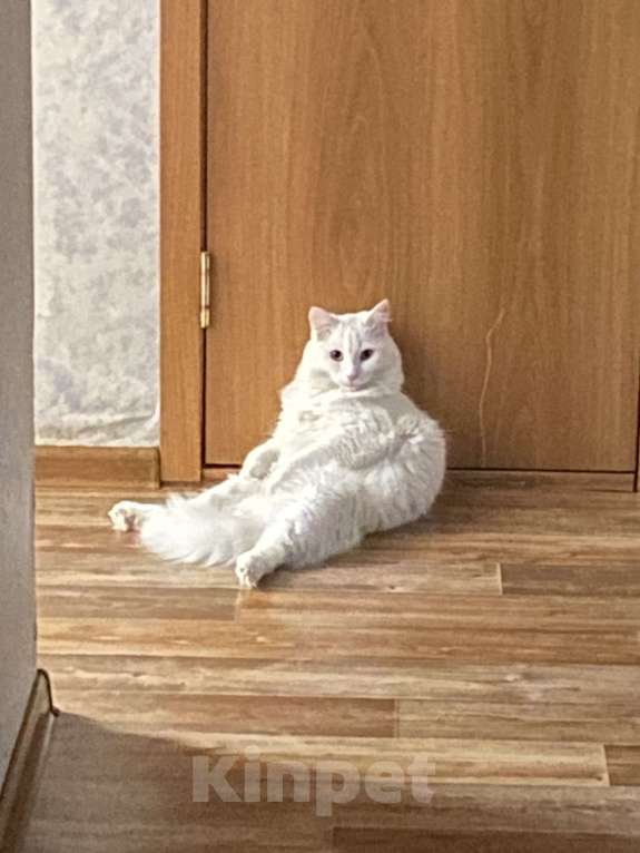 Кошки в Тюмени: Белый кот (глухой) Мальчик, Бесплатно - фото 4